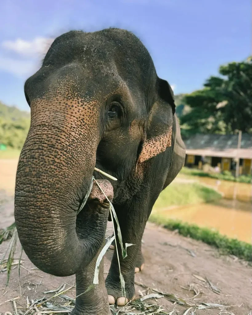 Elephant Pride Sanctuary