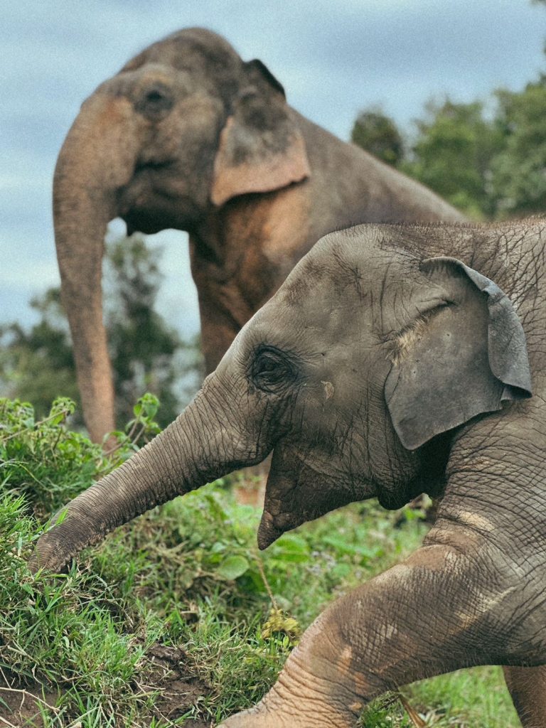 Elephant Pride Sanctuary