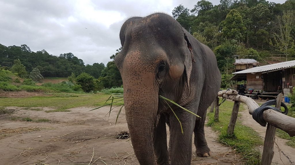 Elephant Pride Sanctuary
