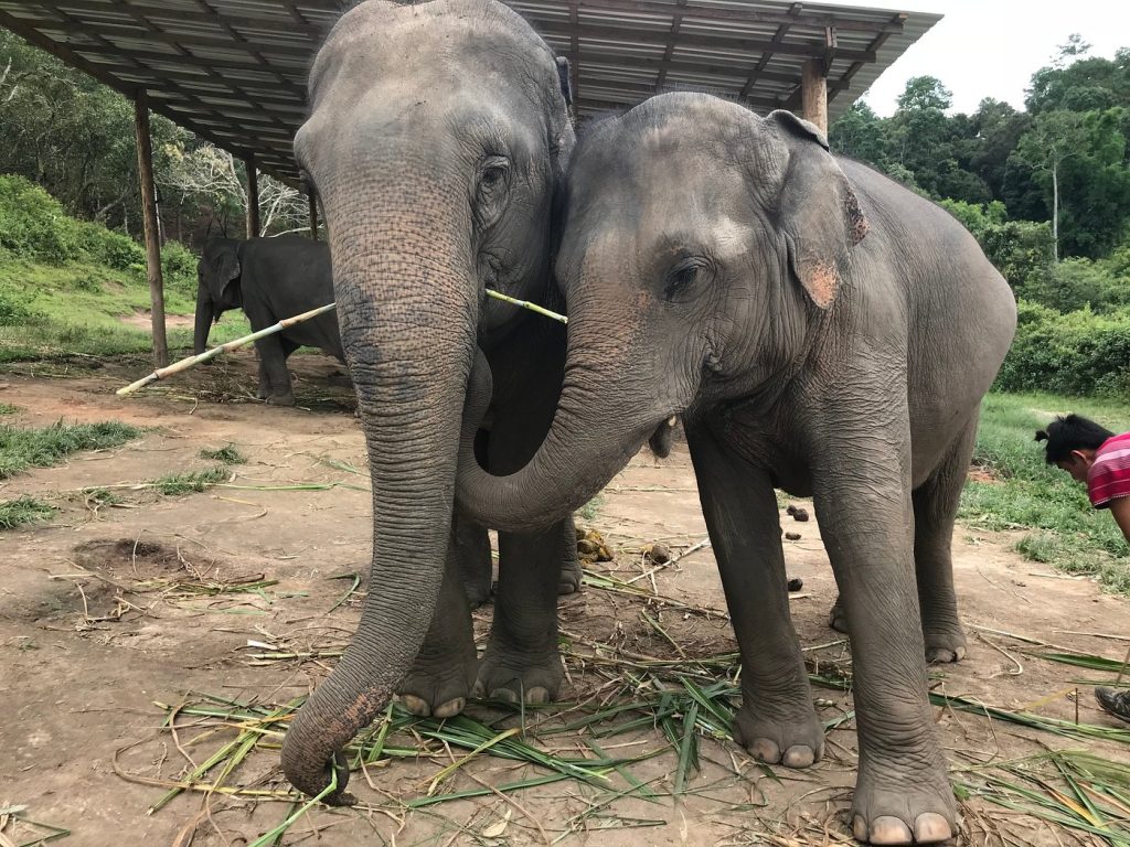 Elephant Pride Sanctuary