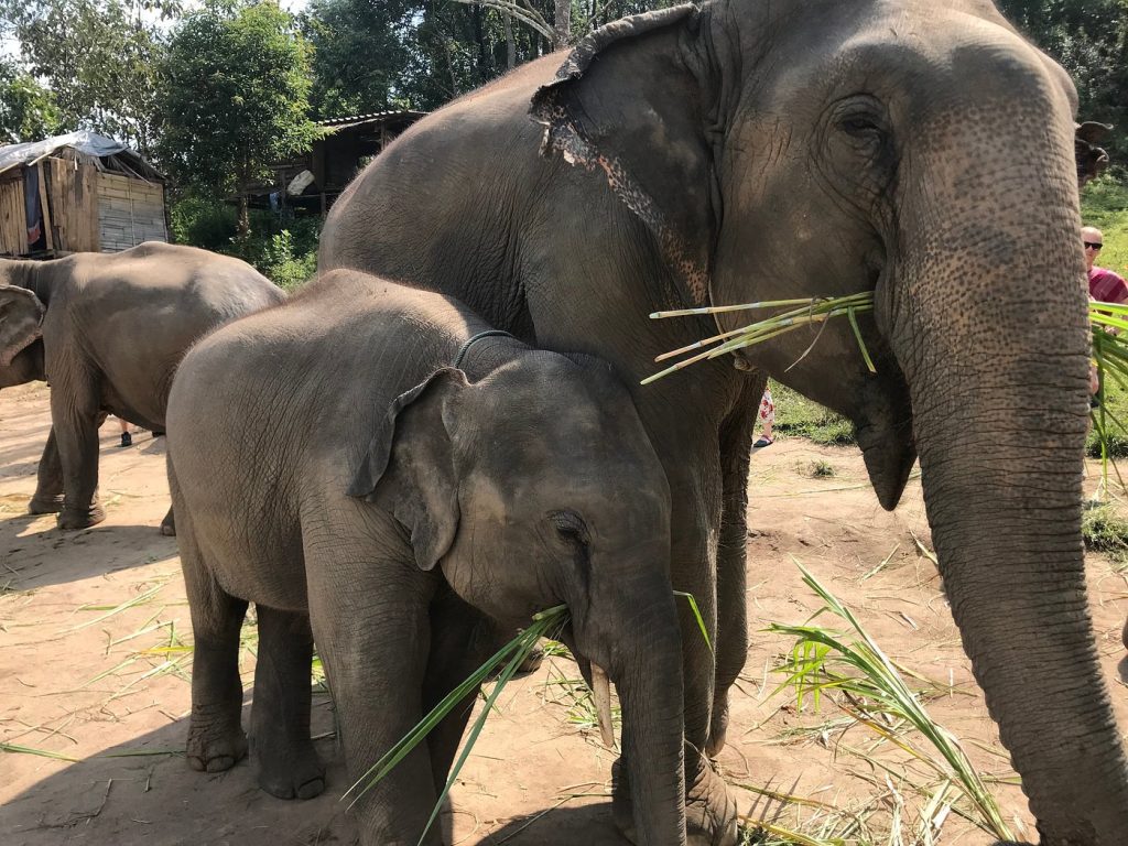 Elephant Pride Sanctuary