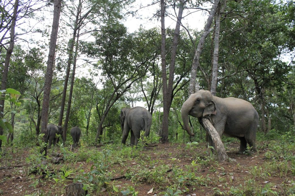 Elephant Pride Sanctuary