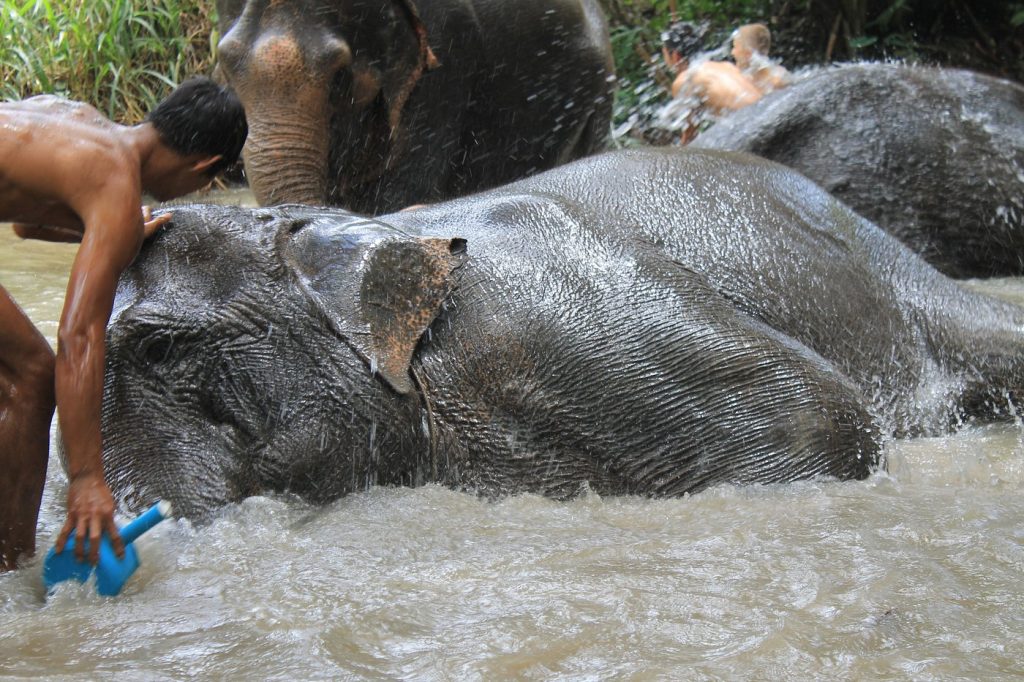 Elephant Pride Sanctuary