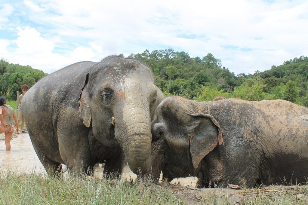 Elephant Pride Sanctuary