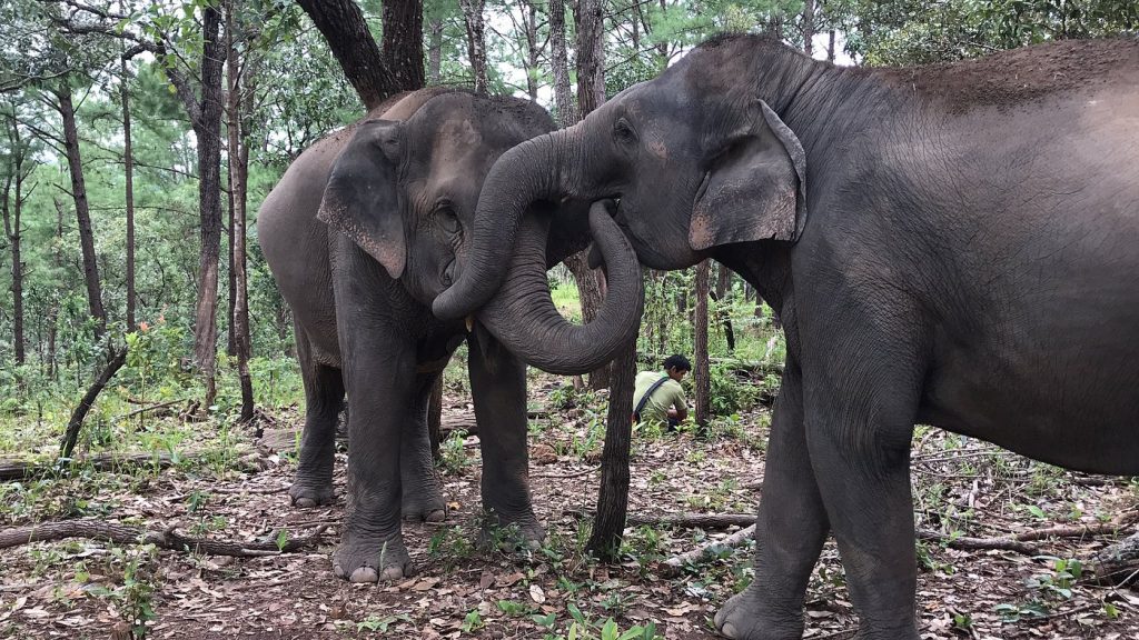 Elephant Pride Sanctuary