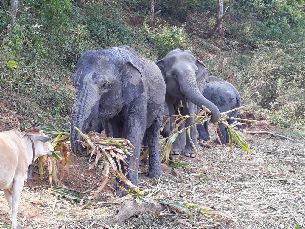 Elephant Pride Sanctuary