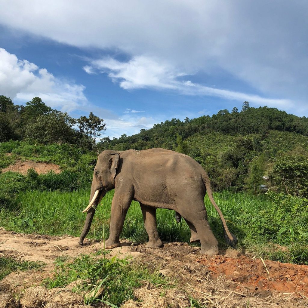 Elephant Pride Sanctuary