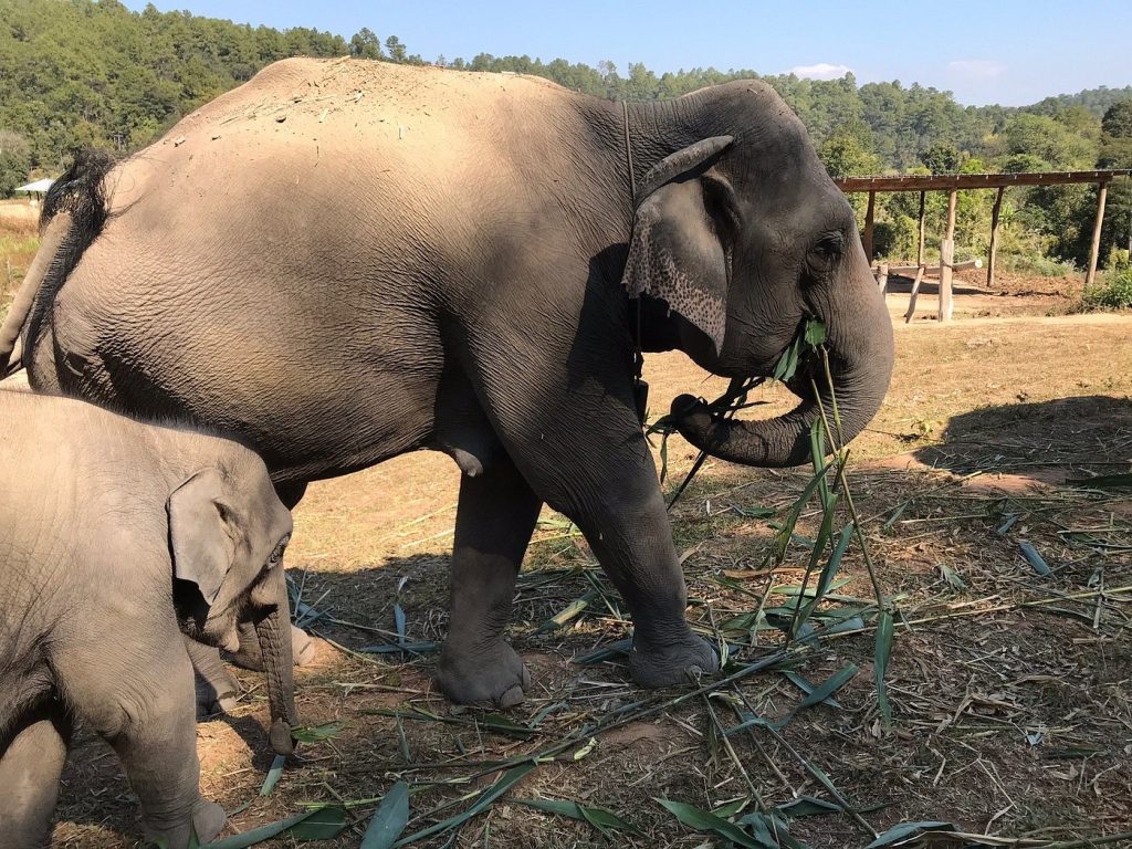 Elephant Pride Sanctuary