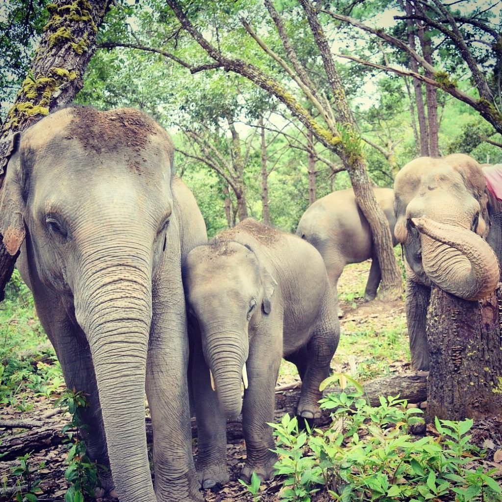 Elephant Pride Sanctuary