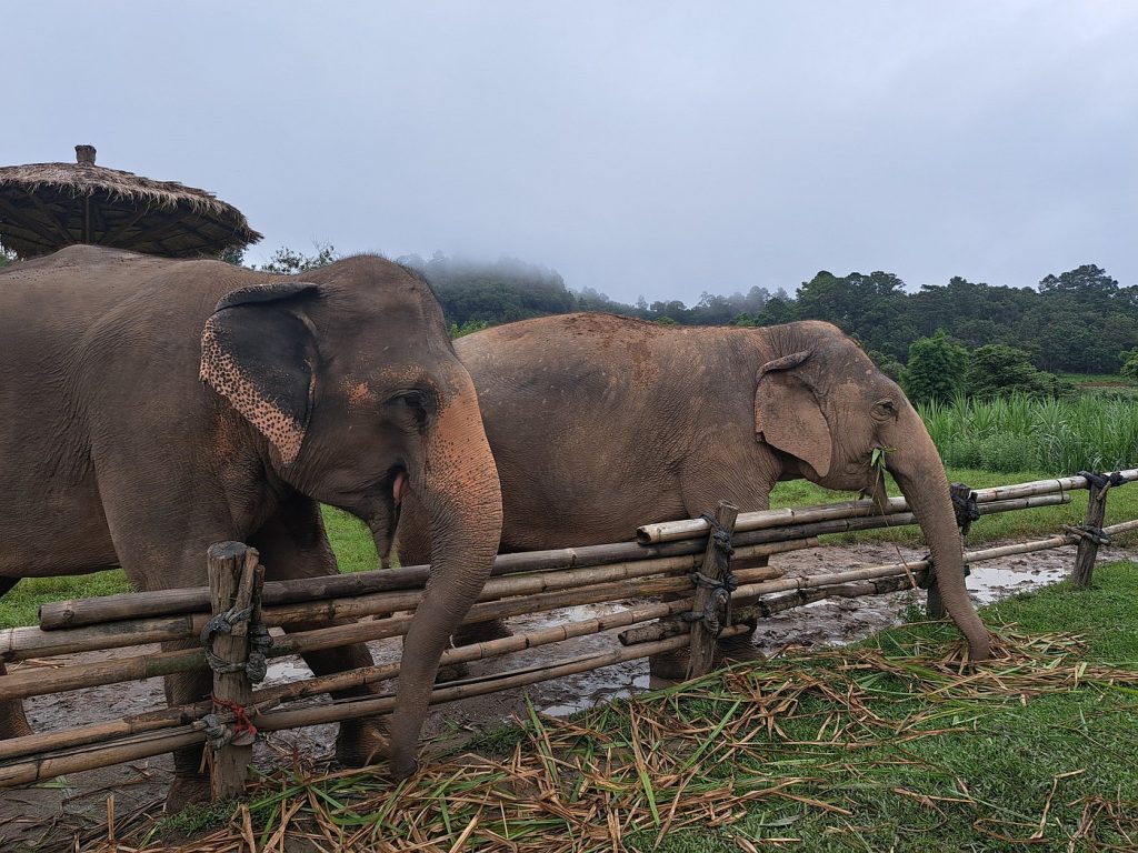 Elephant Pride Sanctuary