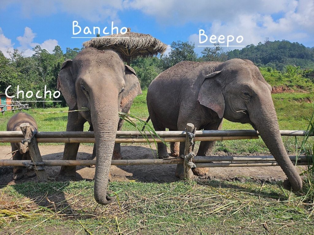 Elephant Pride Sanctuary