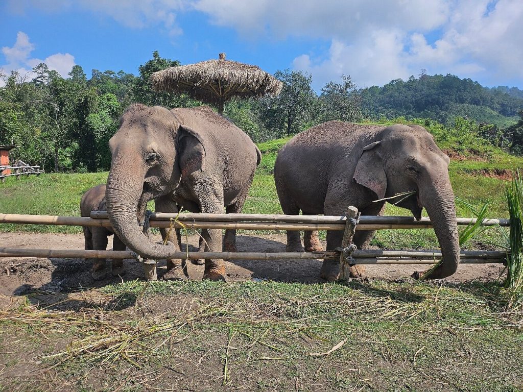 Elephant Pride Sanctuary